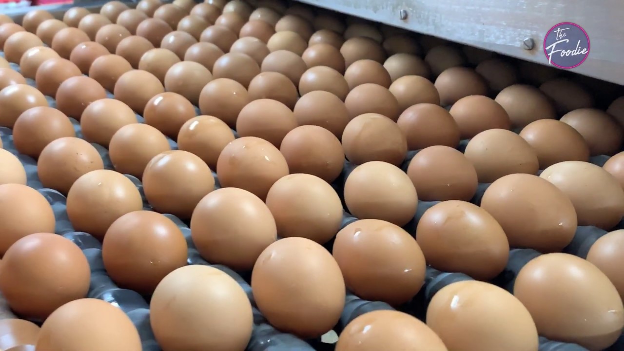 Chiken Egg Deleup Process: From Farm to Table